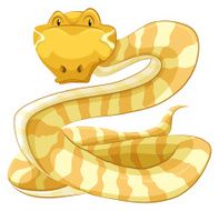 Snake N4