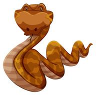 Snake N5