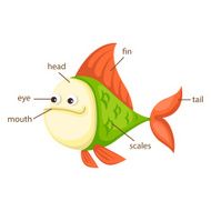 fish vocabulary part of body vector
