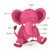 elephant vocabulary part of body vector