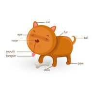 dog vocabulary part of body vector N2