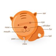 cat vocabulary part of body vector