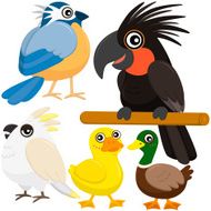 five colorful cute birds N9