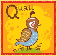 Illustrated alphabet letter Q and quail
