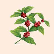 coffee tree branch with berries