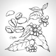 Berries leaves shoots and grains of coffee N3