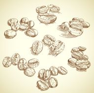 Set of coffee beans