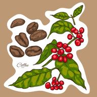 Berries leaves shoots and grains of coffee - colorful drawing