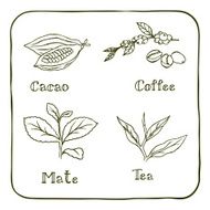 Various herbals - coffee mate cacao and tea