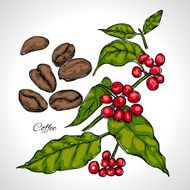 Berries leaves shoots and grains of coffee N4