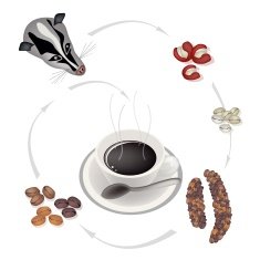 Smoking Hot with Civet Coffee Beans