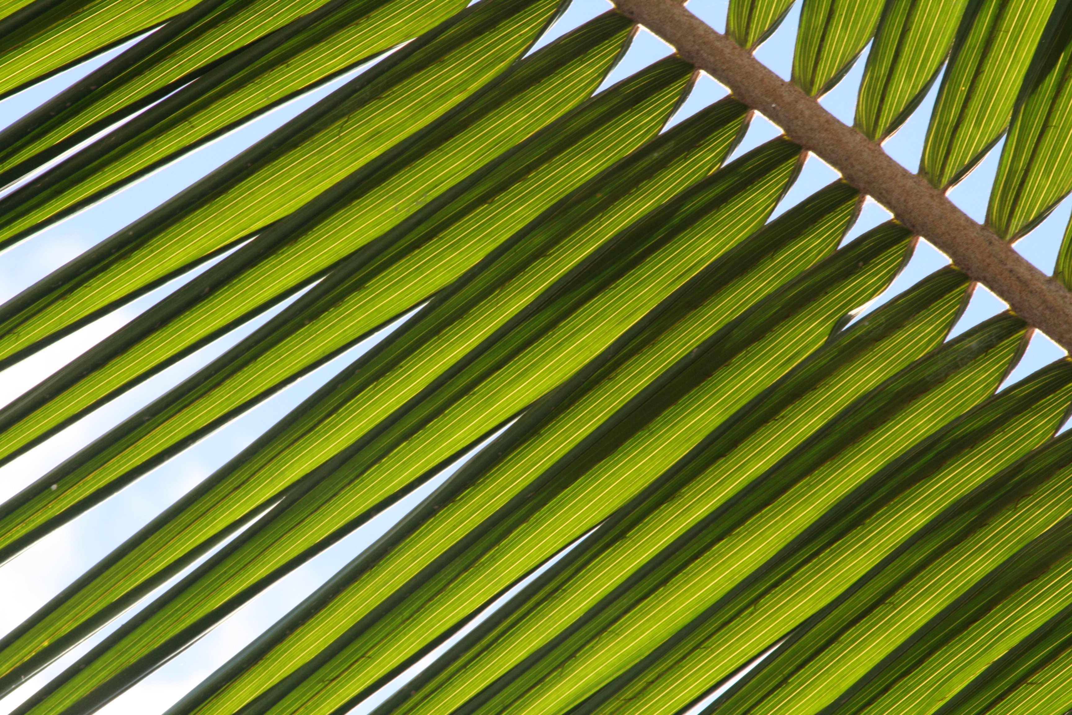 Ростниковидные (бамбуковые) пальмы
