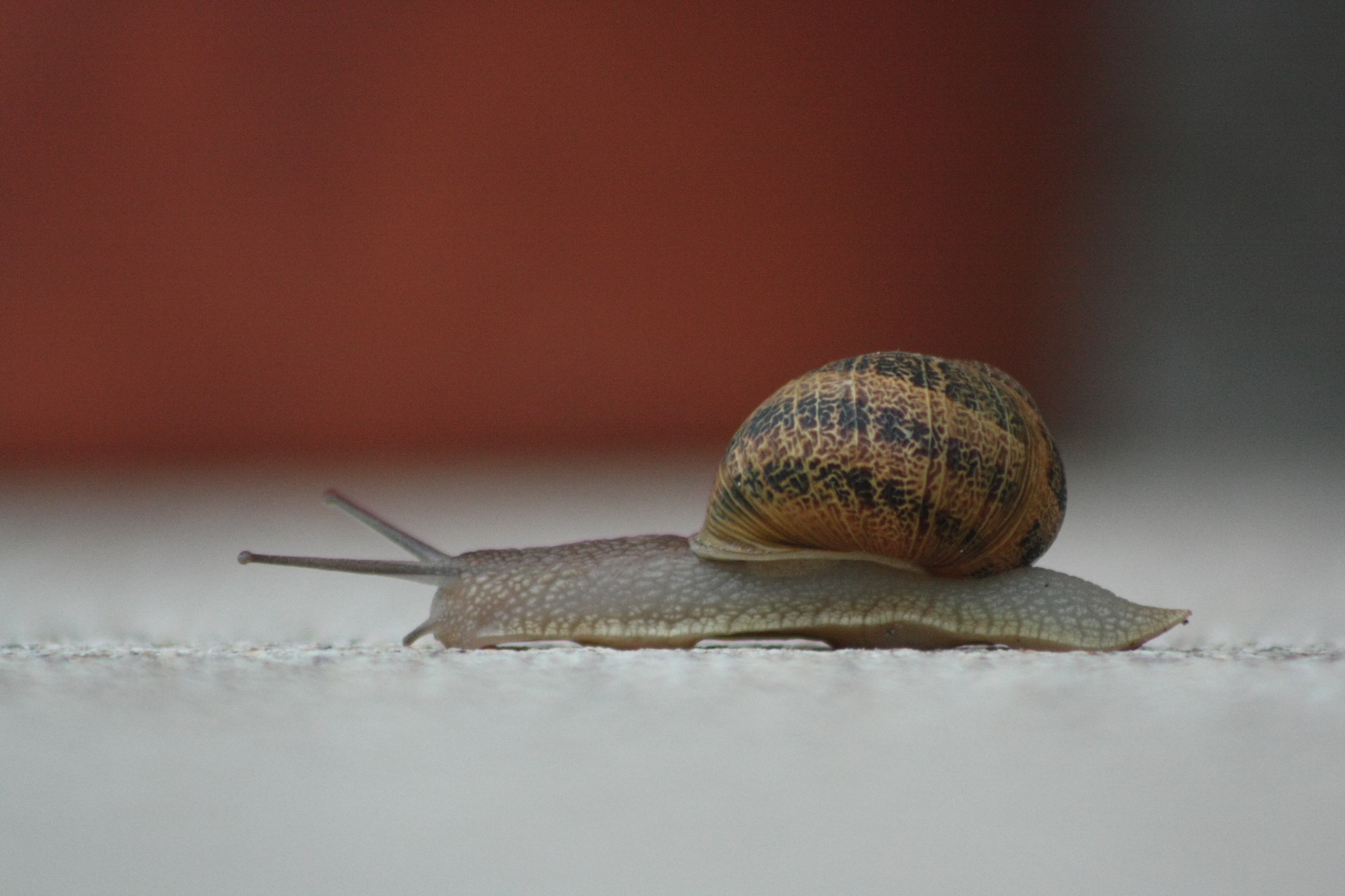 Snail walking slow close-up free image download