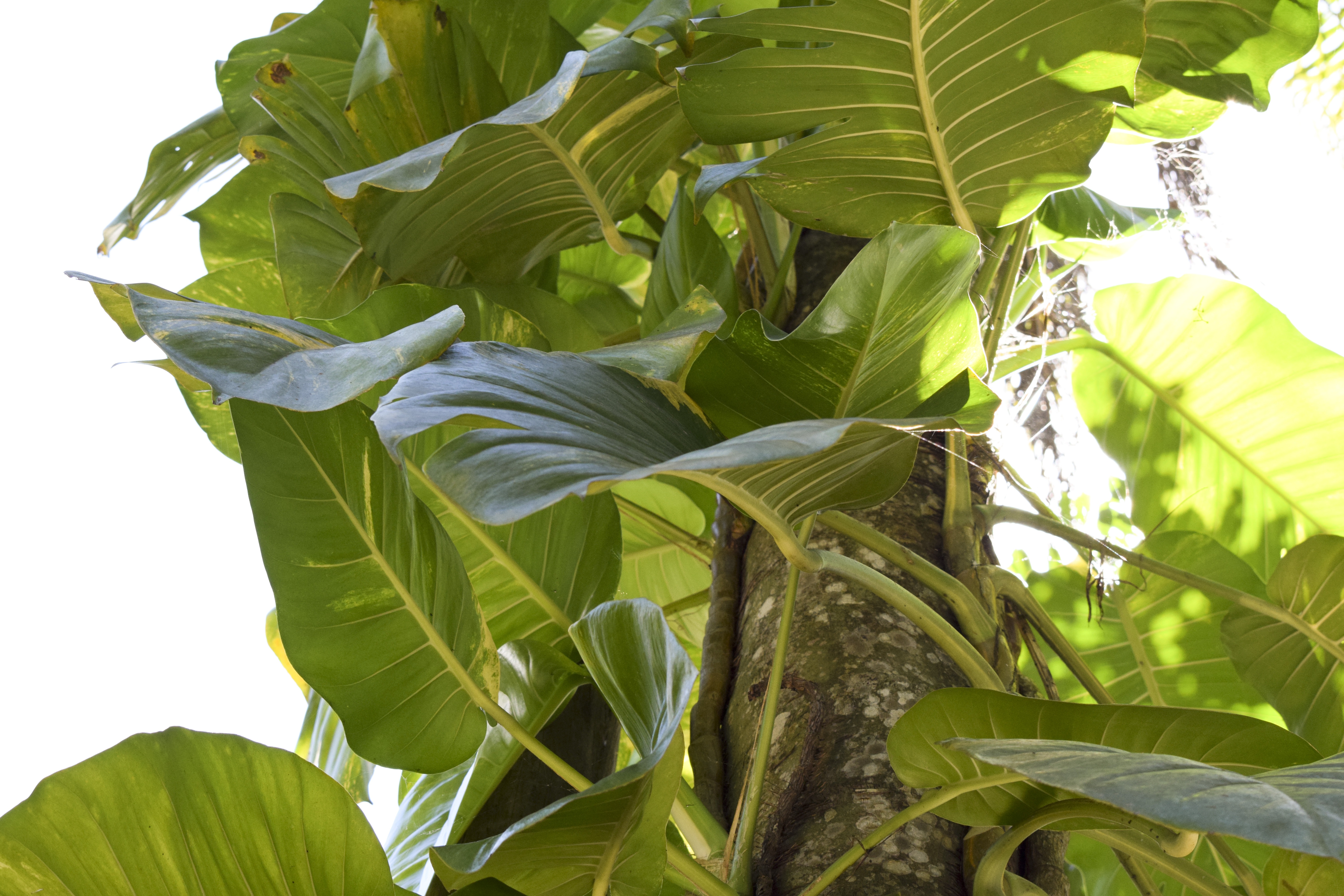 Тропические Большие Растения
