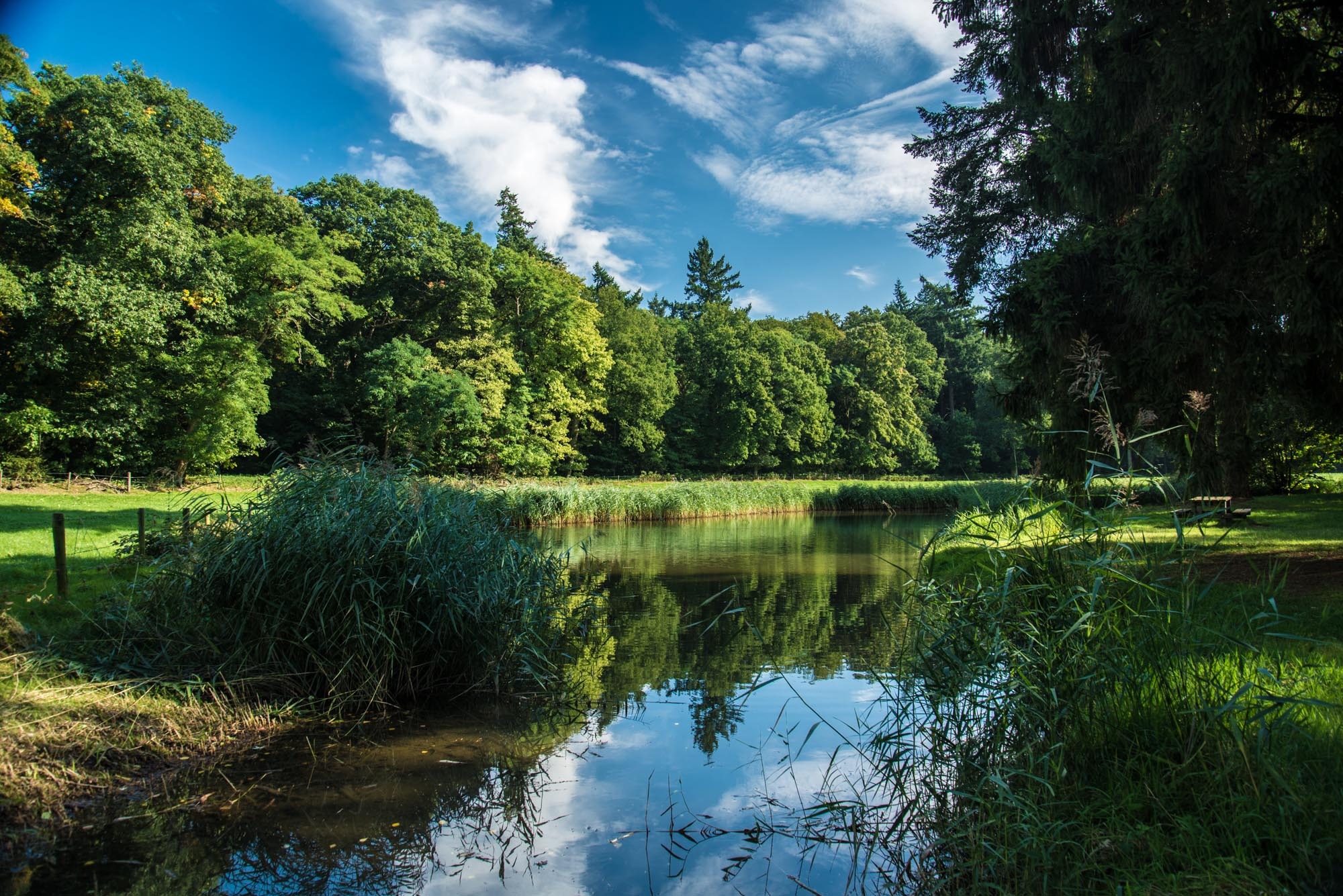 Peaceful Forest Pond Tranquil Landscape Free Image