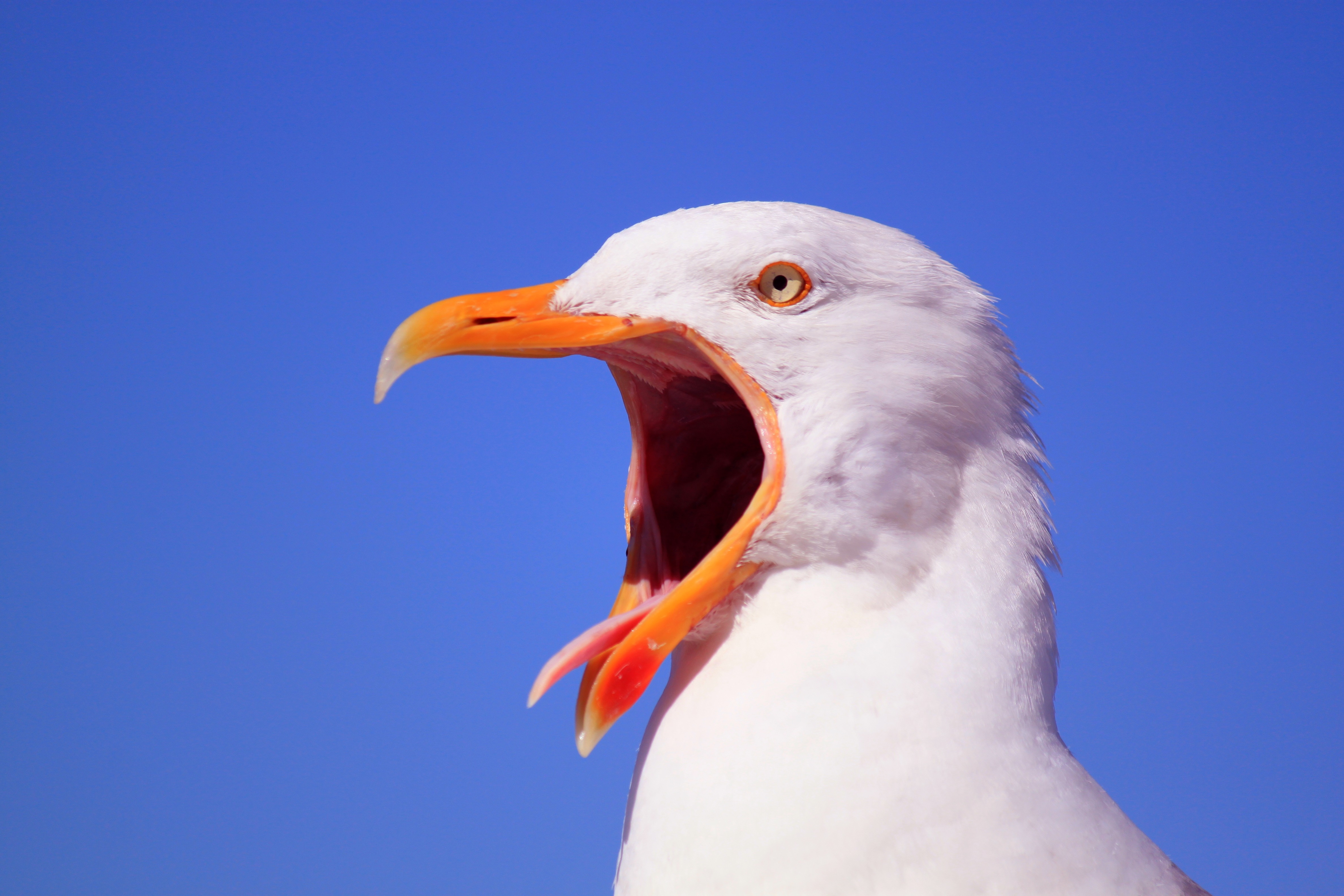 Seagull with an orange open beak free image download