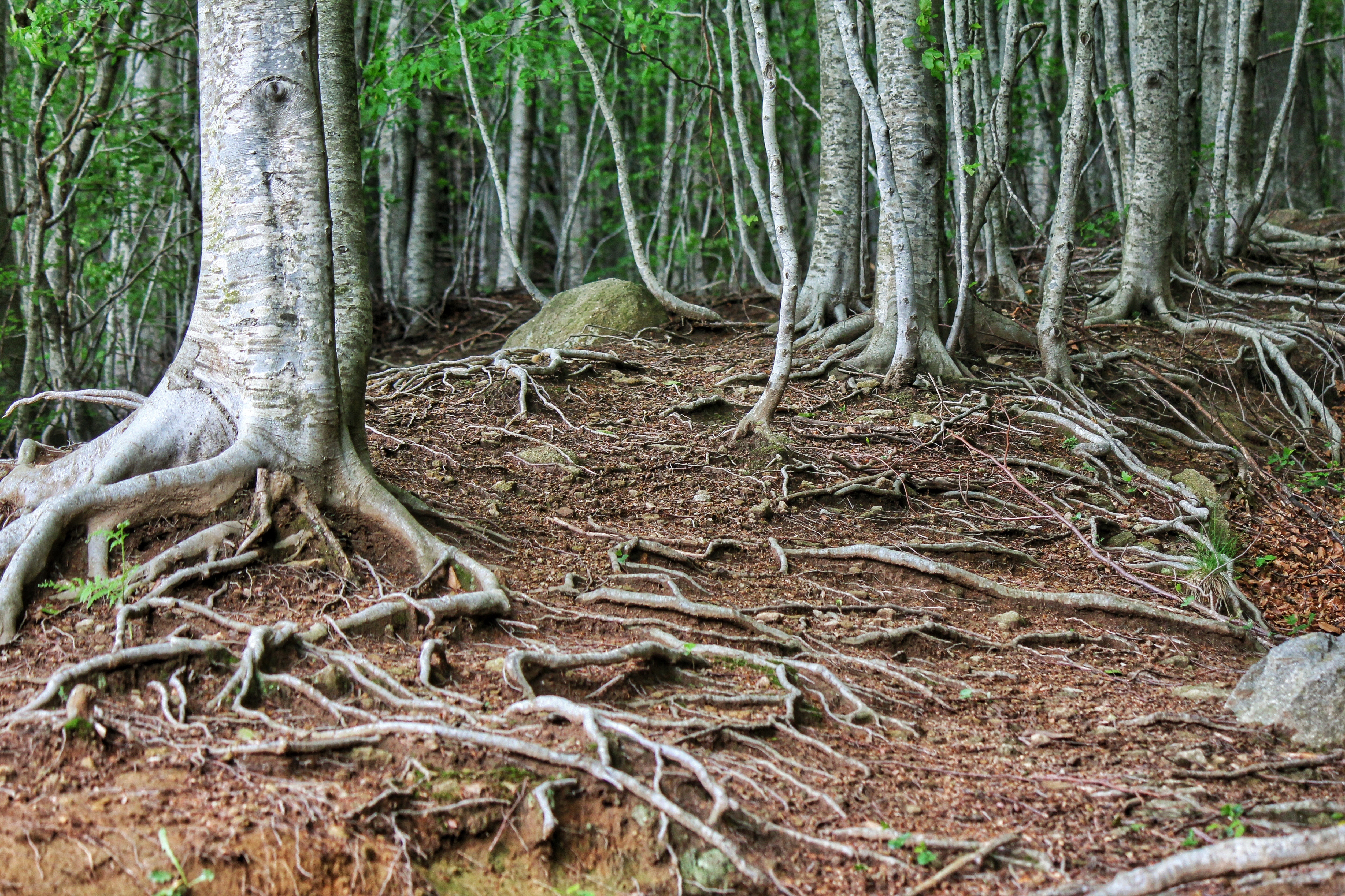 Tree where the. Корни дерева. Корни в лесу. Корка дерева. Корни деревьев в лесу.