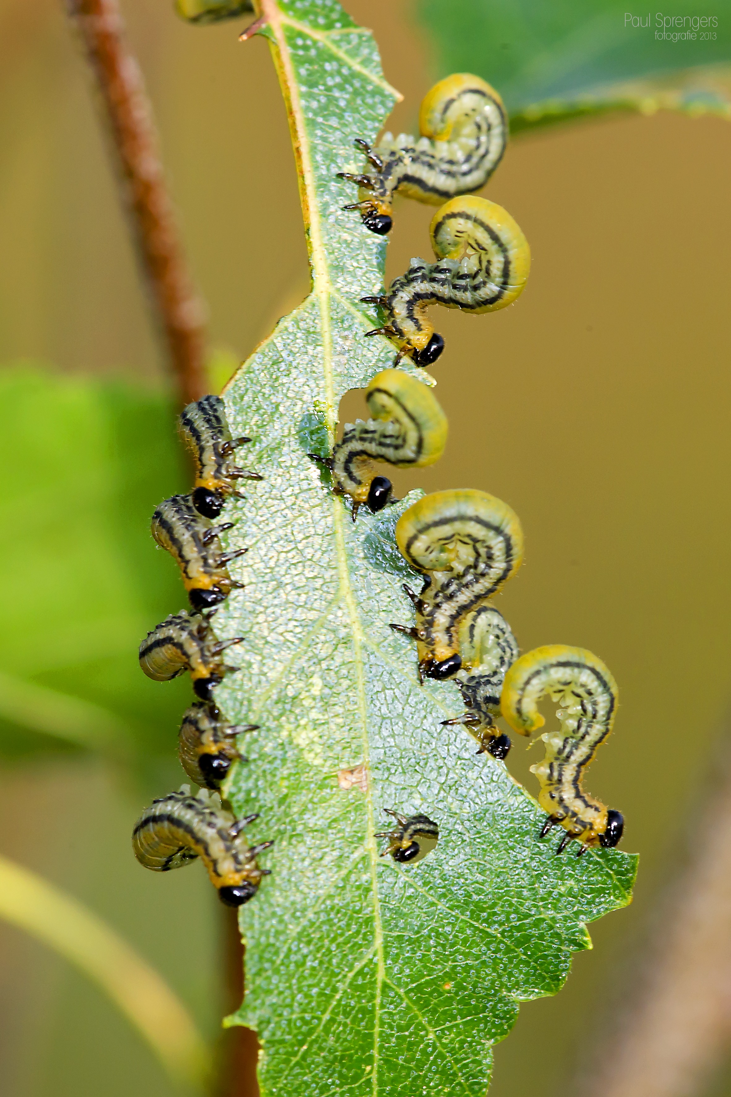 Yellow caterpillars eat green leaf free image download