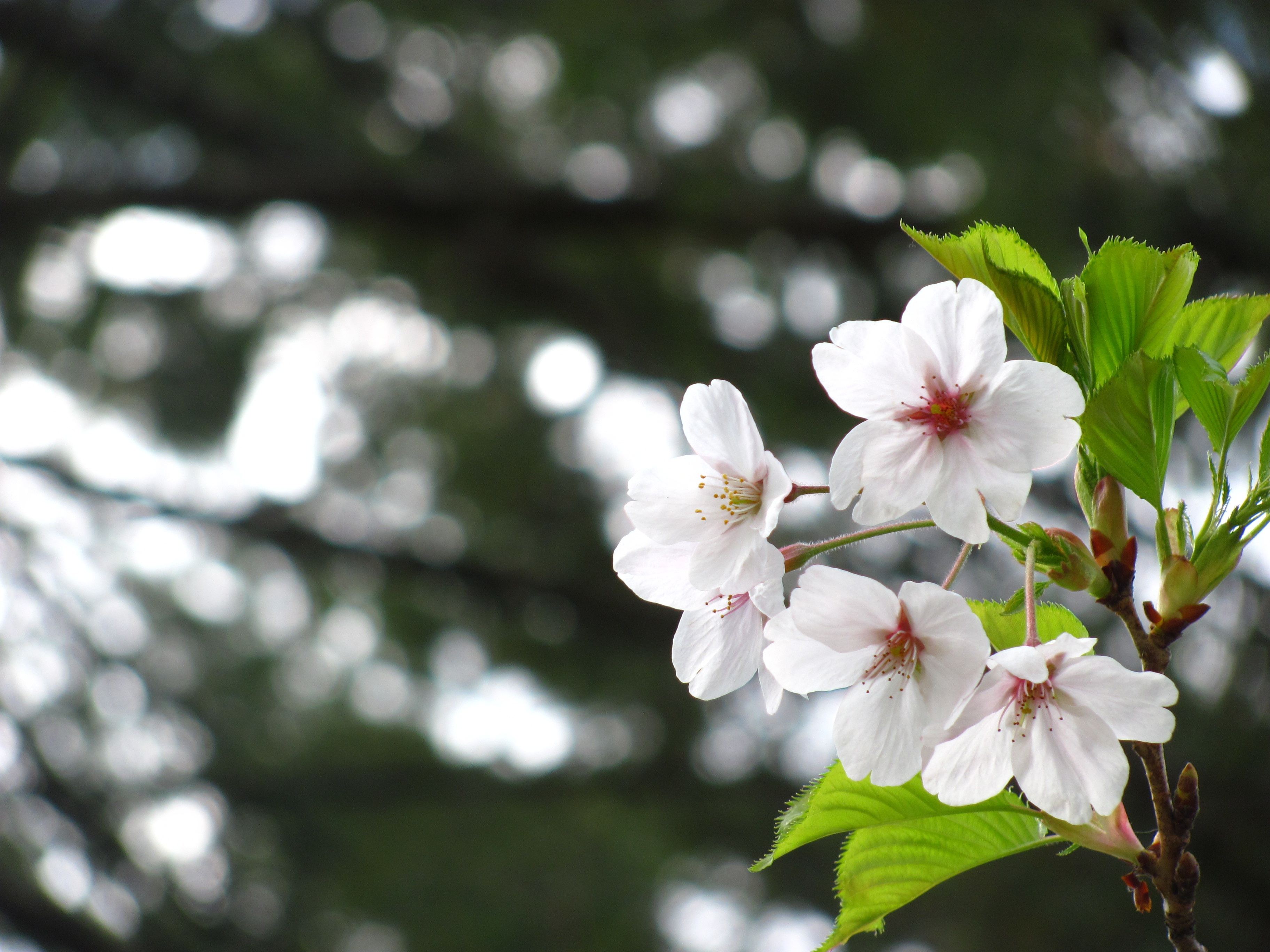 Сакура вишня дерево на белом