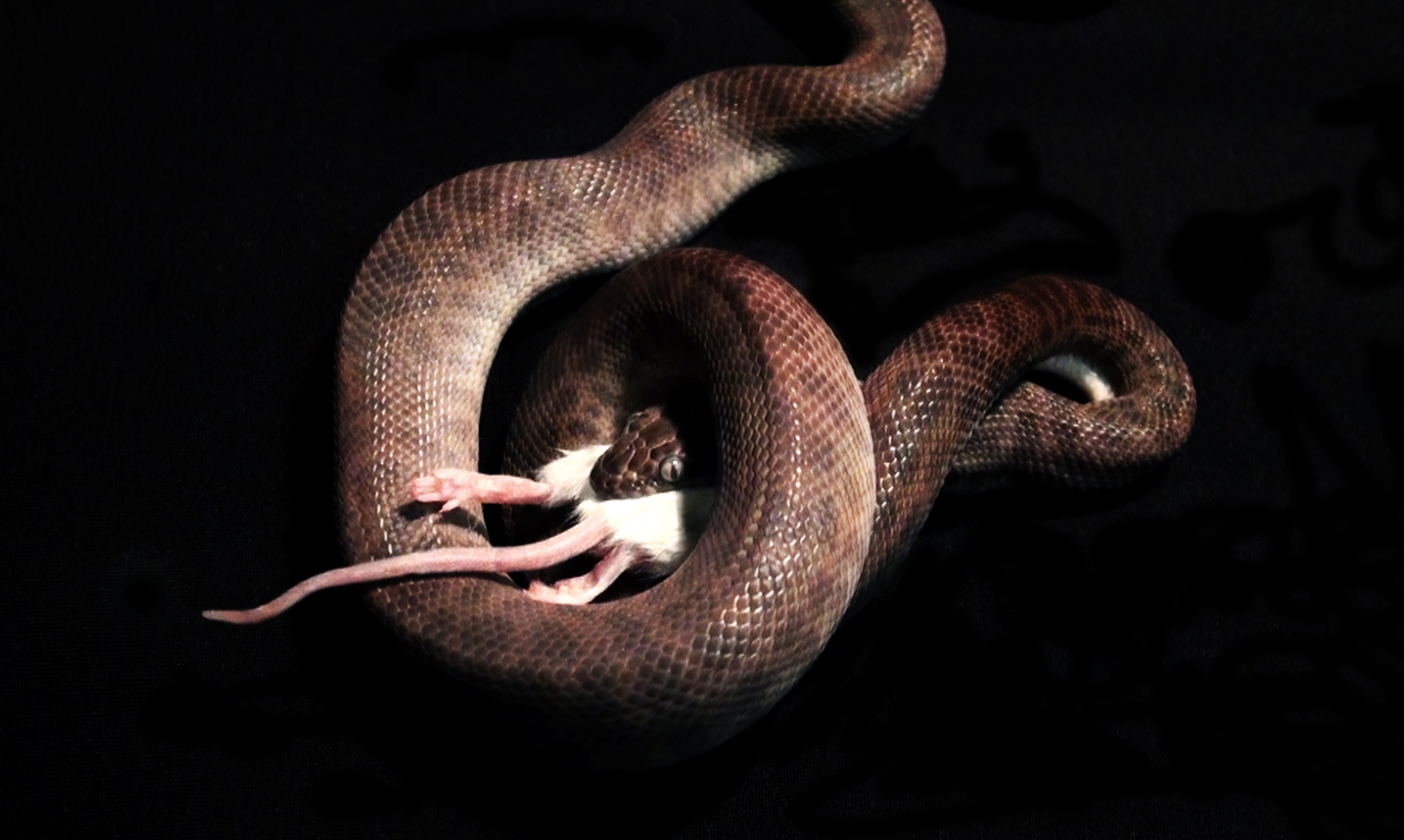 Змеи обнимаются