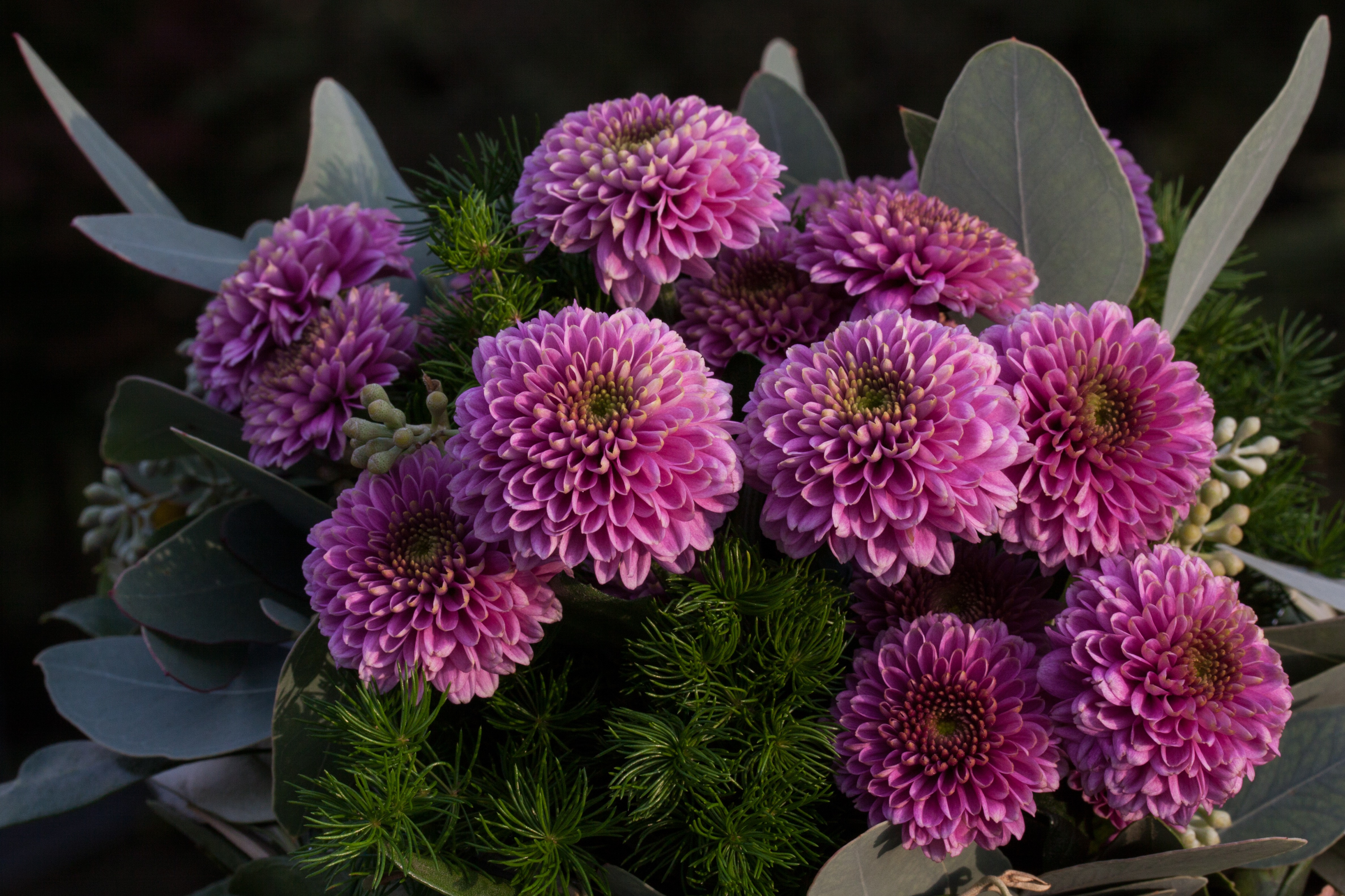 Астра Pink Bouquet