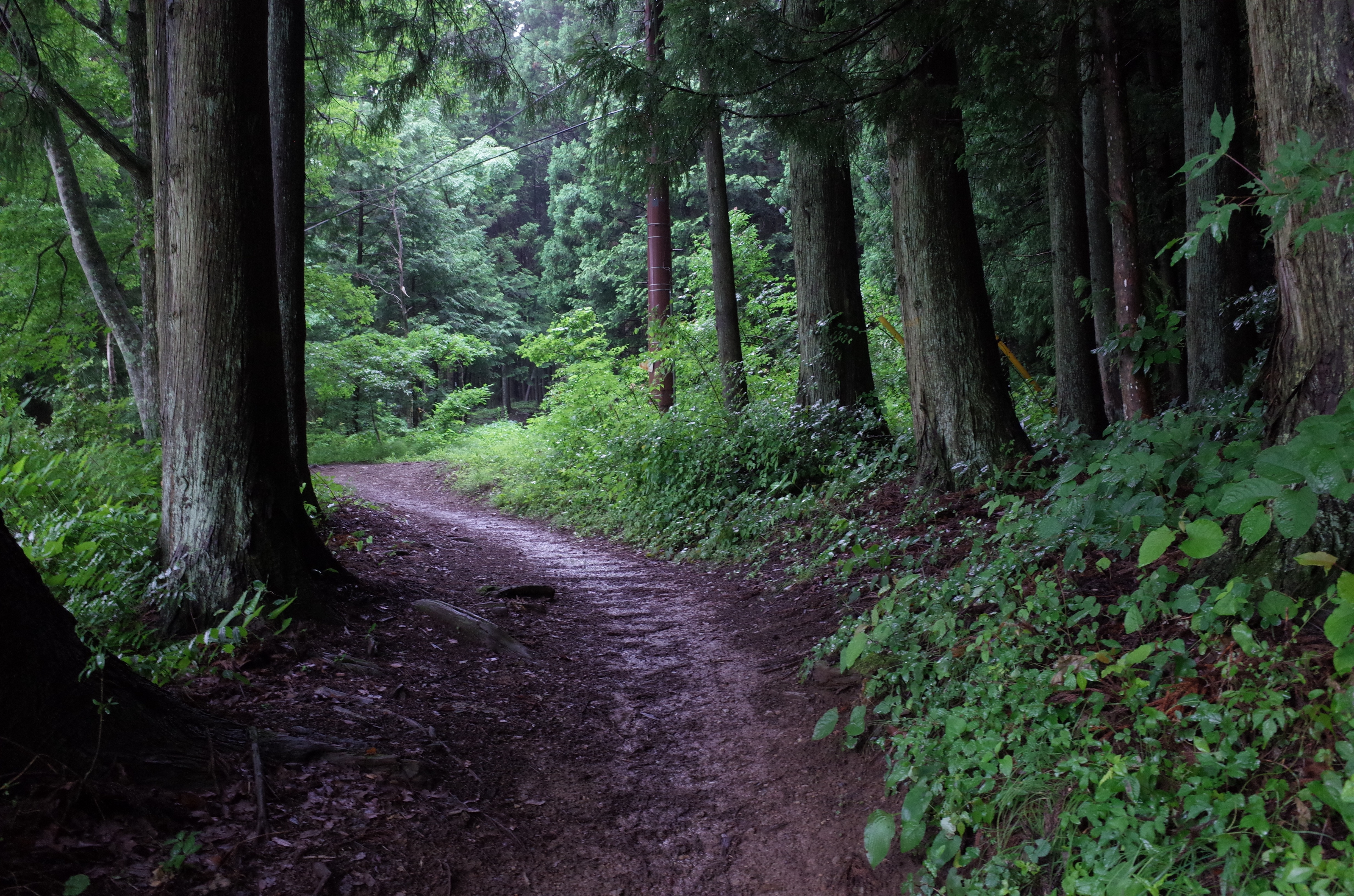 Wilder woods. Разные тропинки в лесу. Текстура тропинки в лесу. Каменистая тропинка в лесу. Естественная дорожка в лесу