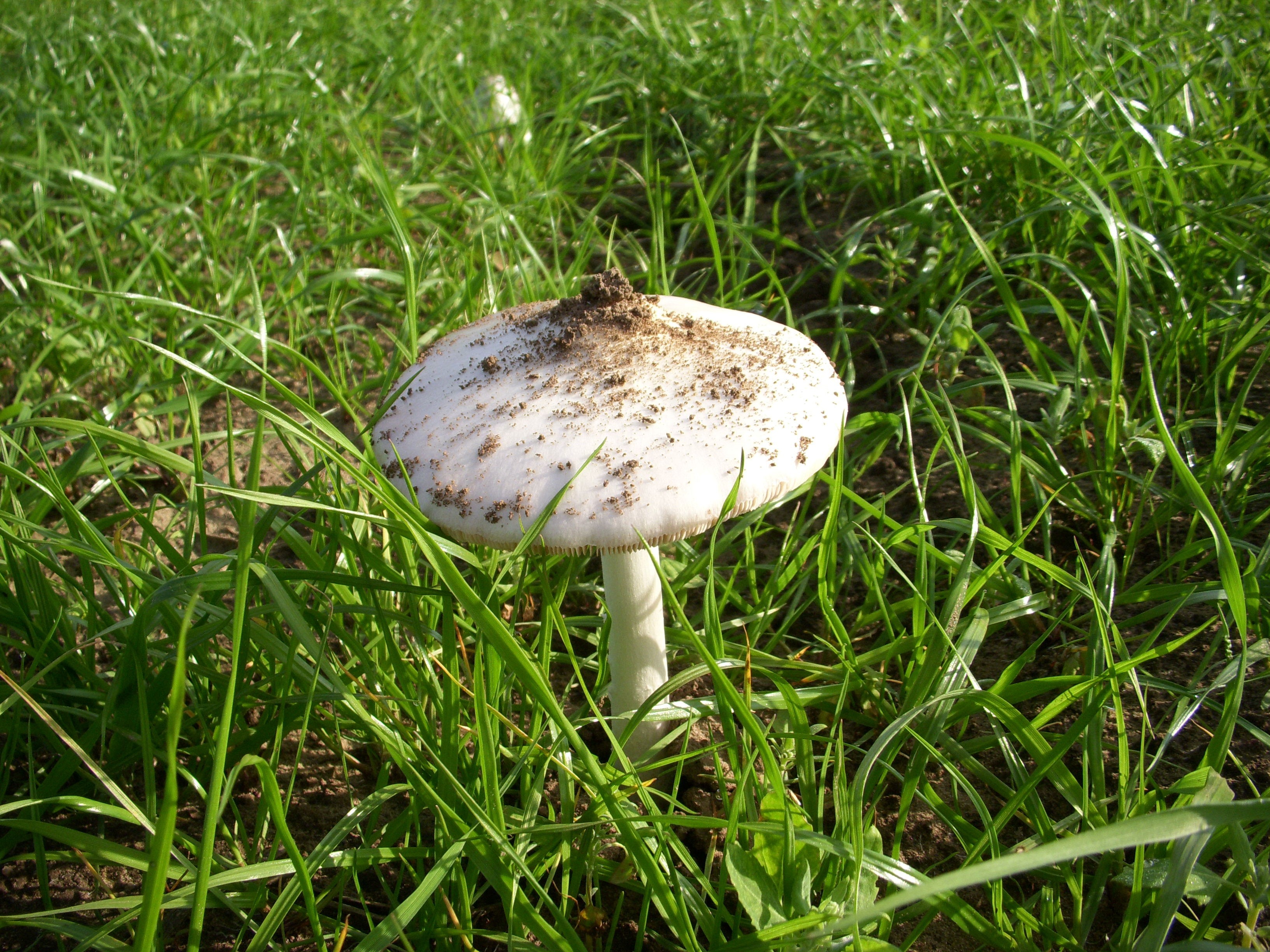 Полевые грибы