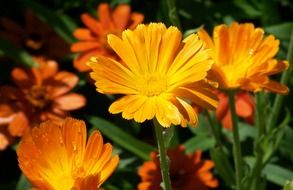 Calendula officinalis, marigold, ruddles