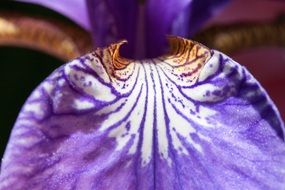 purple iris flower macro