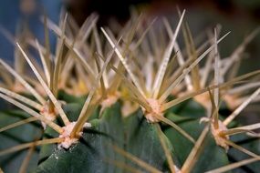 sharp cactus spines closeup