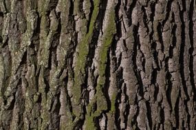 bewitching bark tree oak