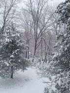 snowy christmas forest