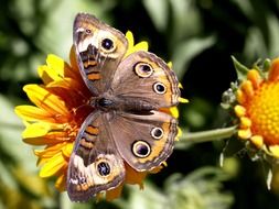 peacock butterfly on the yellow flower in summertime