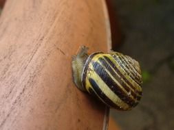 closed snail shell