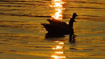 silhouettes of a pair of ducks on the water at sunset