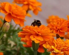 fluffy bee on orange marigold