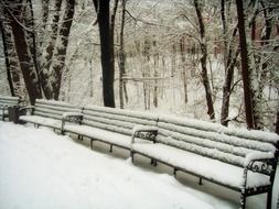 Benches in the snowy park