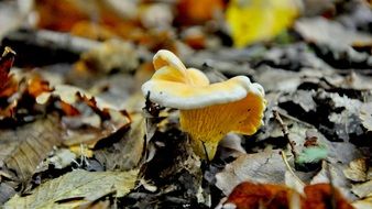 yellow mushroom in the autumn forest