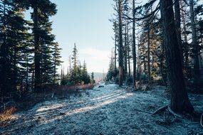 winter snow frost