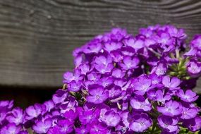 Netherlands purple flower