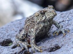 Toad on a stone