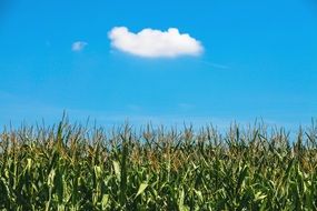 Colorful cornfield at blue sky with white clouds in summer day