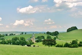 landscape reported cows castle