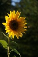 sunflower in back light