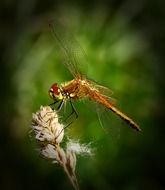 Macro photo of the dragonfly