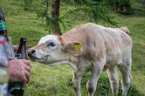 cute beef cattle looking with attention portrait