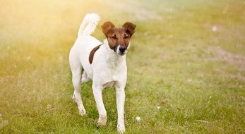 Picture of the dog is on a meadow