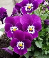 close-up photo of purple pansies flowers