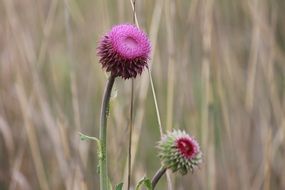 thistle is a representative of flora