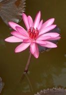 pond waterlily